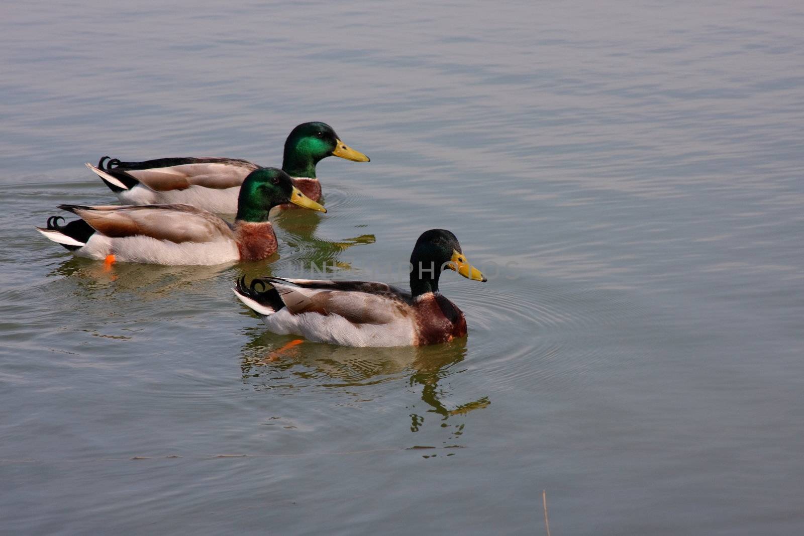 Trio of male mallard ducks swimming on a lake.