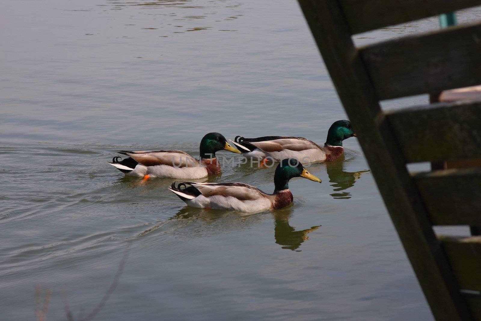 Trio of male mallard ducks swimming on a lake.