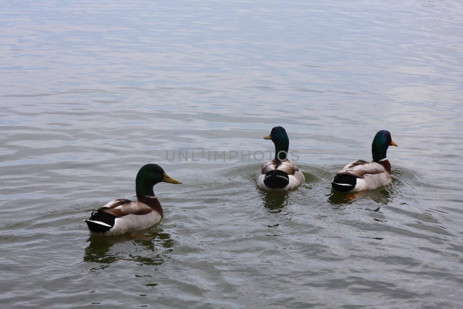 Trio of male mallard ducks swimming on a lake.