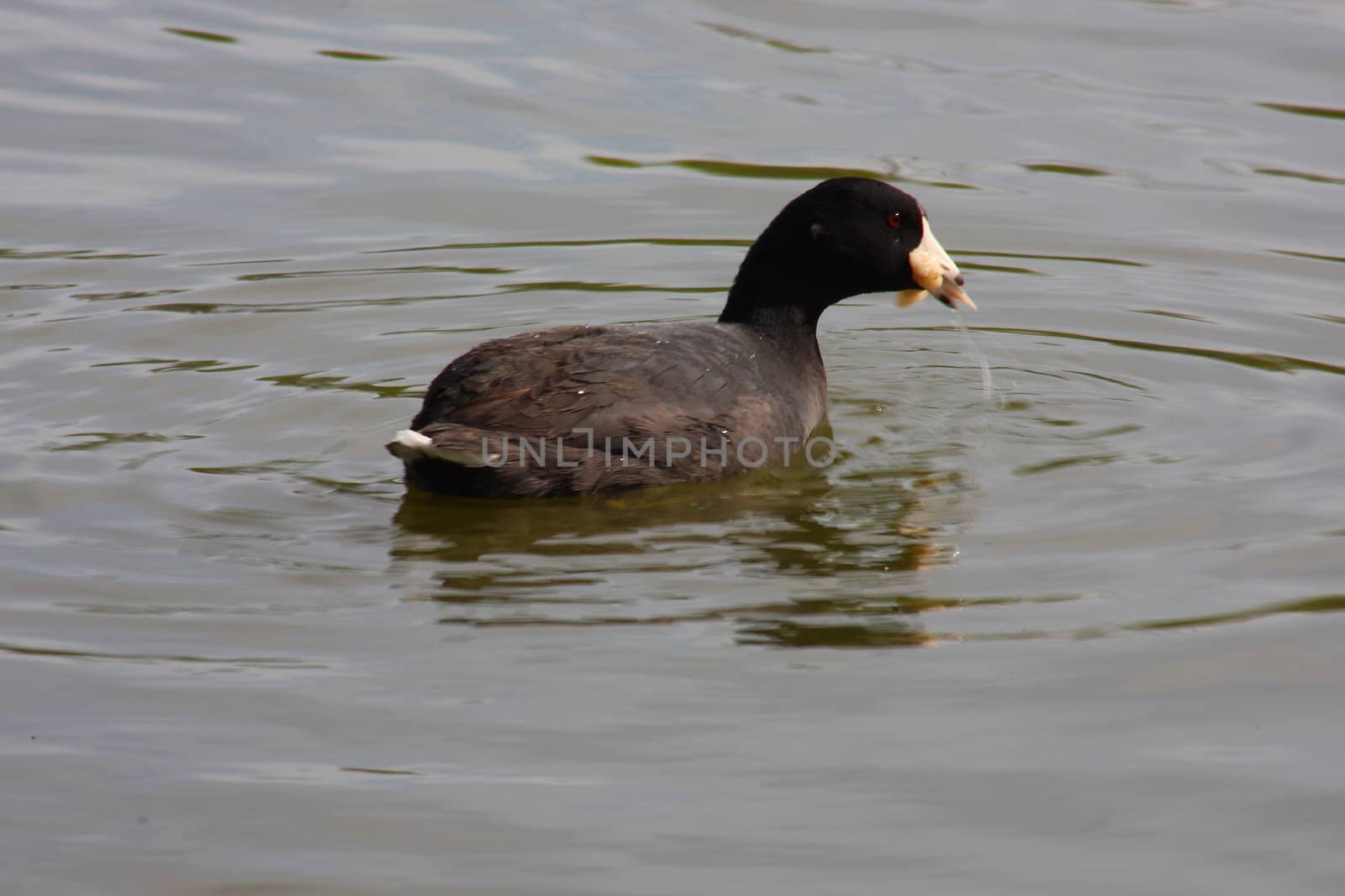 American Coot eating on a lake outdoors.