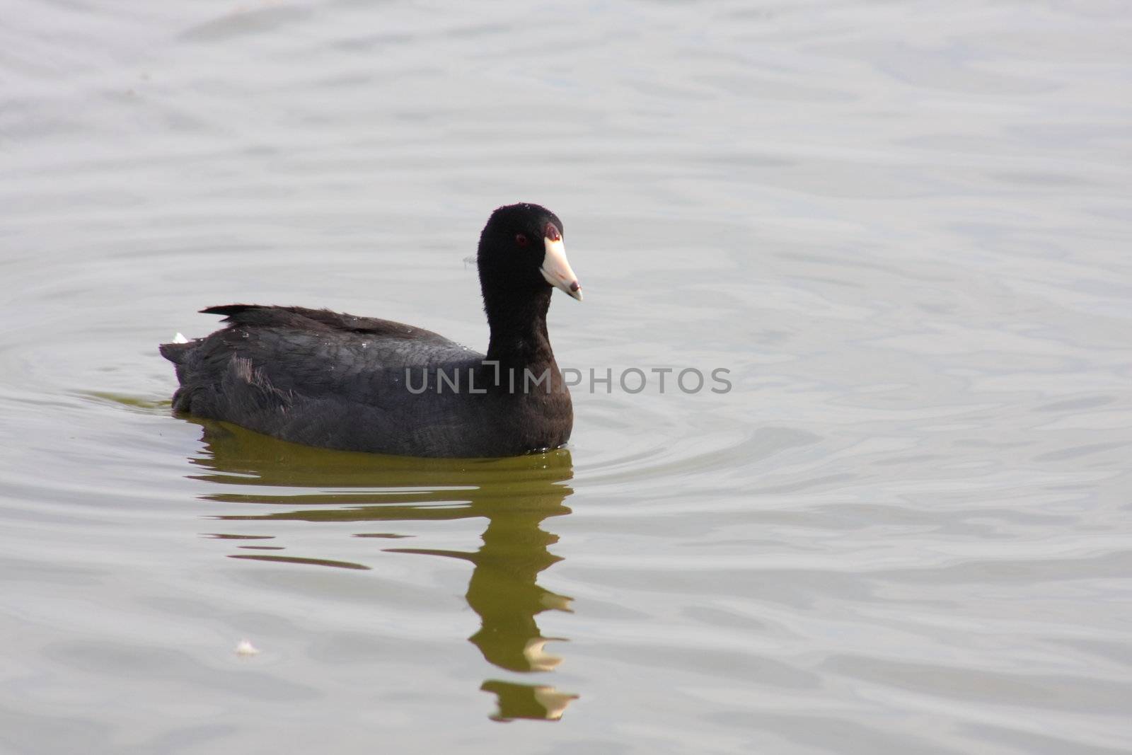 American Coot swimming on a lake outdoors