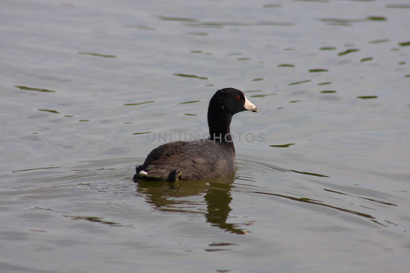 American Coot swimming on a lake outdoors