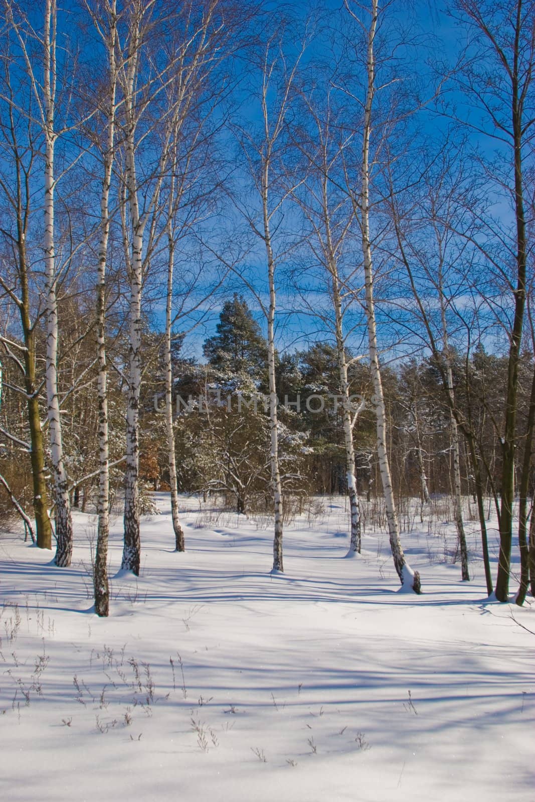 nature series: winter landscape with new birch