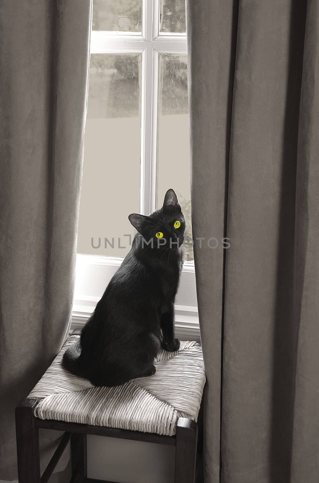 Black cat with green eyes in front of window