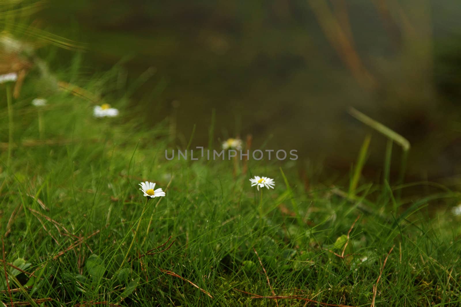 Small white daisies in grass by the water