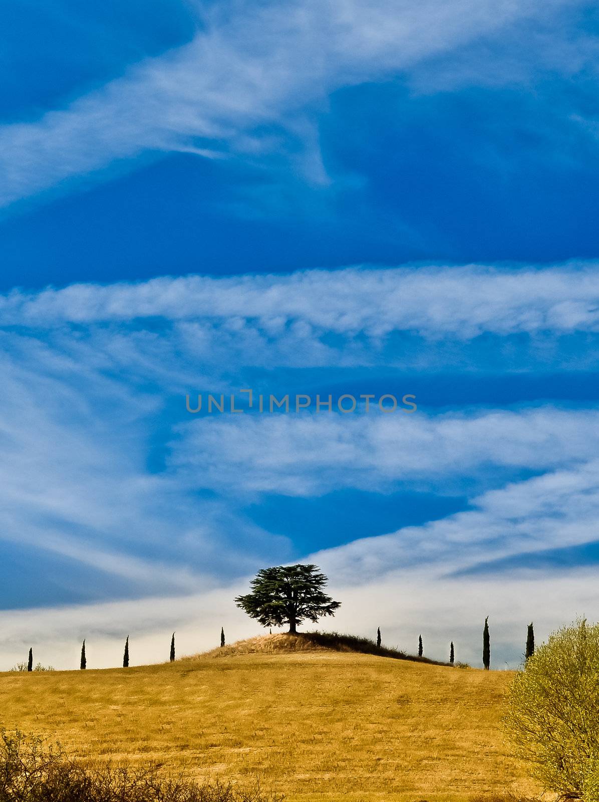 Lonely tree in Tuscan field with a blue sky background by martinm303