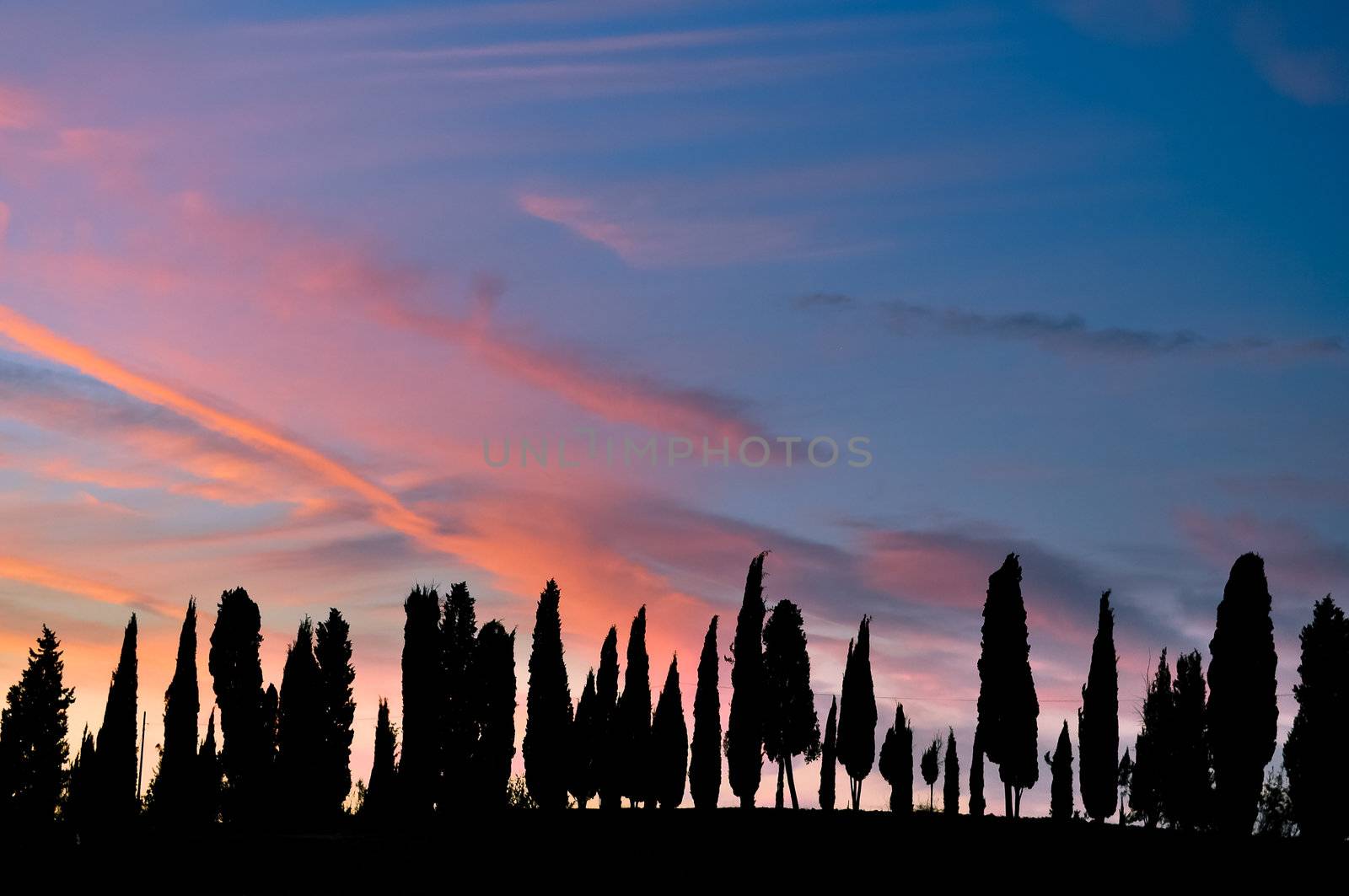 Tuscan trees silhouettes at sunset with purple and blue sky and clouds by martinm303