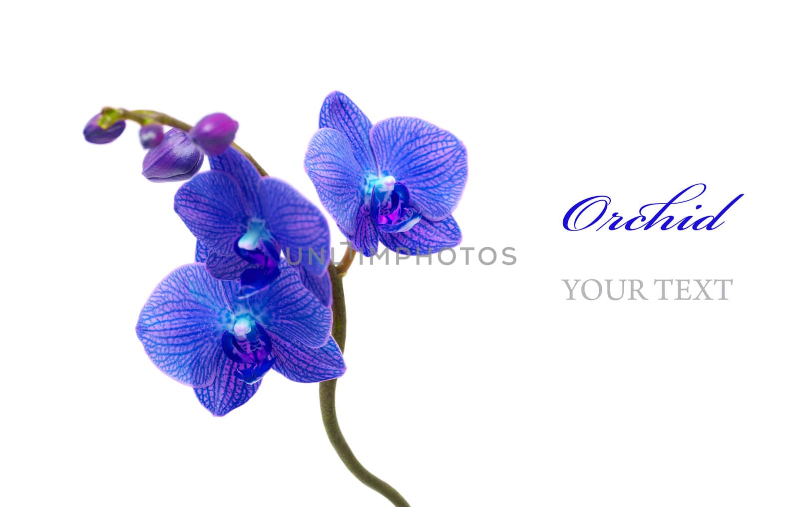 Blue orchid isolated on white background