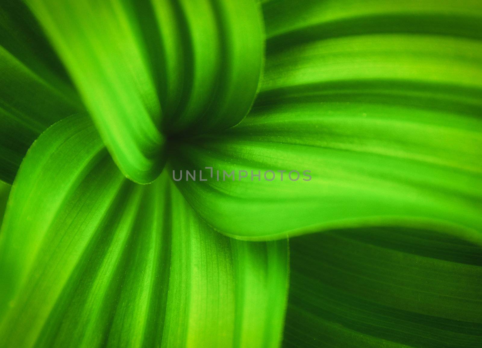 Green big leaves with curvy lines by martinm303