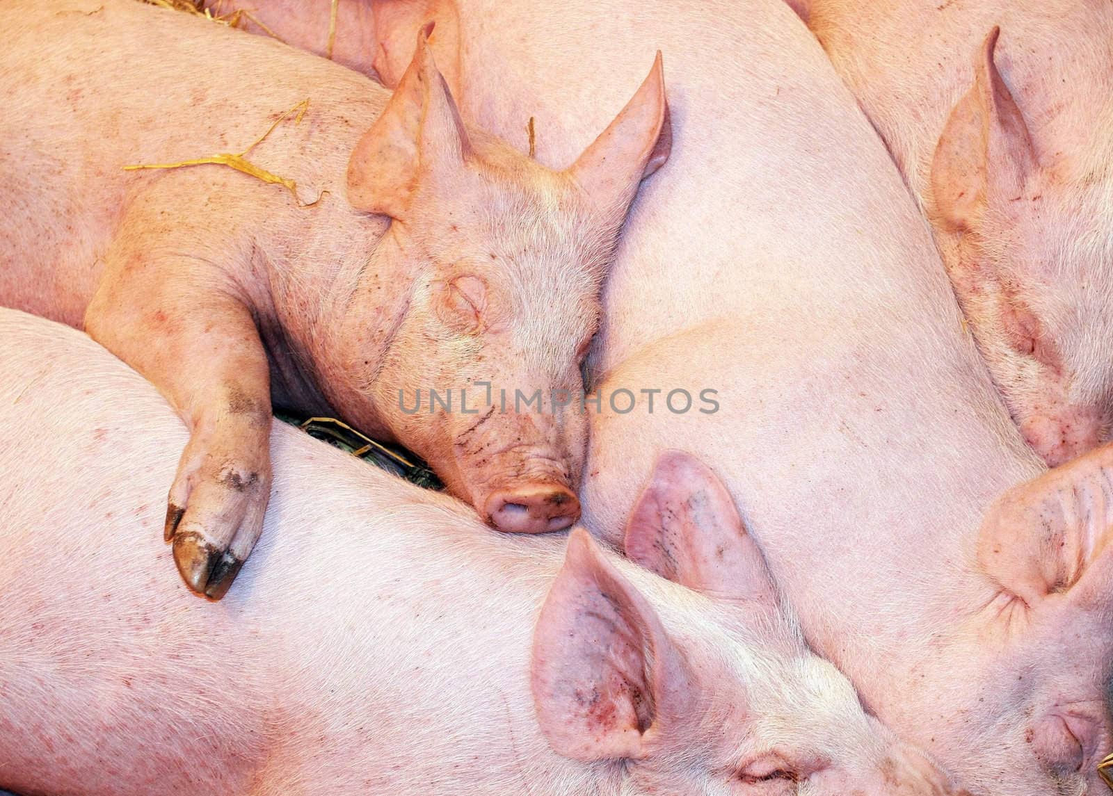 Nap of the pigs babys in their pigsty, image of tenderness and brotherhood