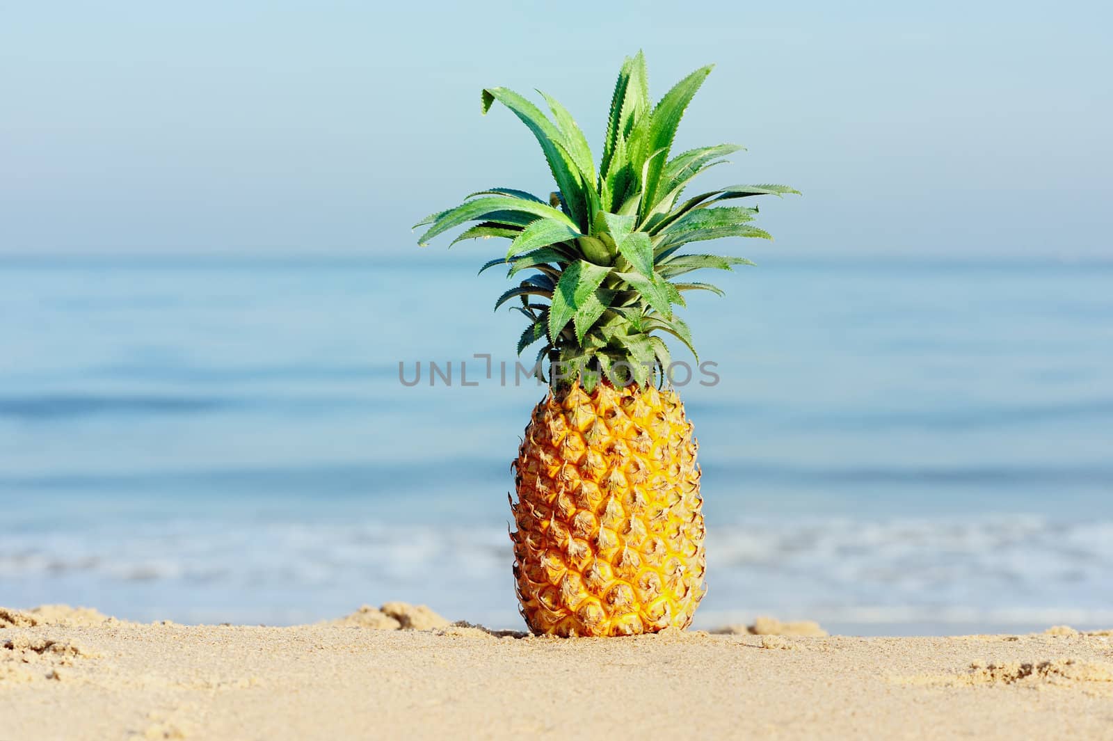 Fresh pineapple with green leafs on the beach