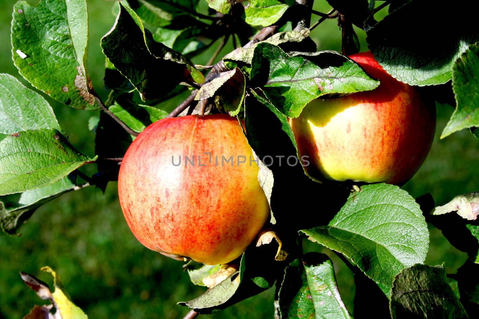 Two ripe apples hanging on appletree green branch