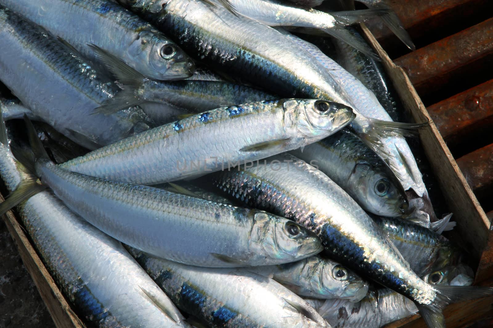 sardines on a fish market stall
