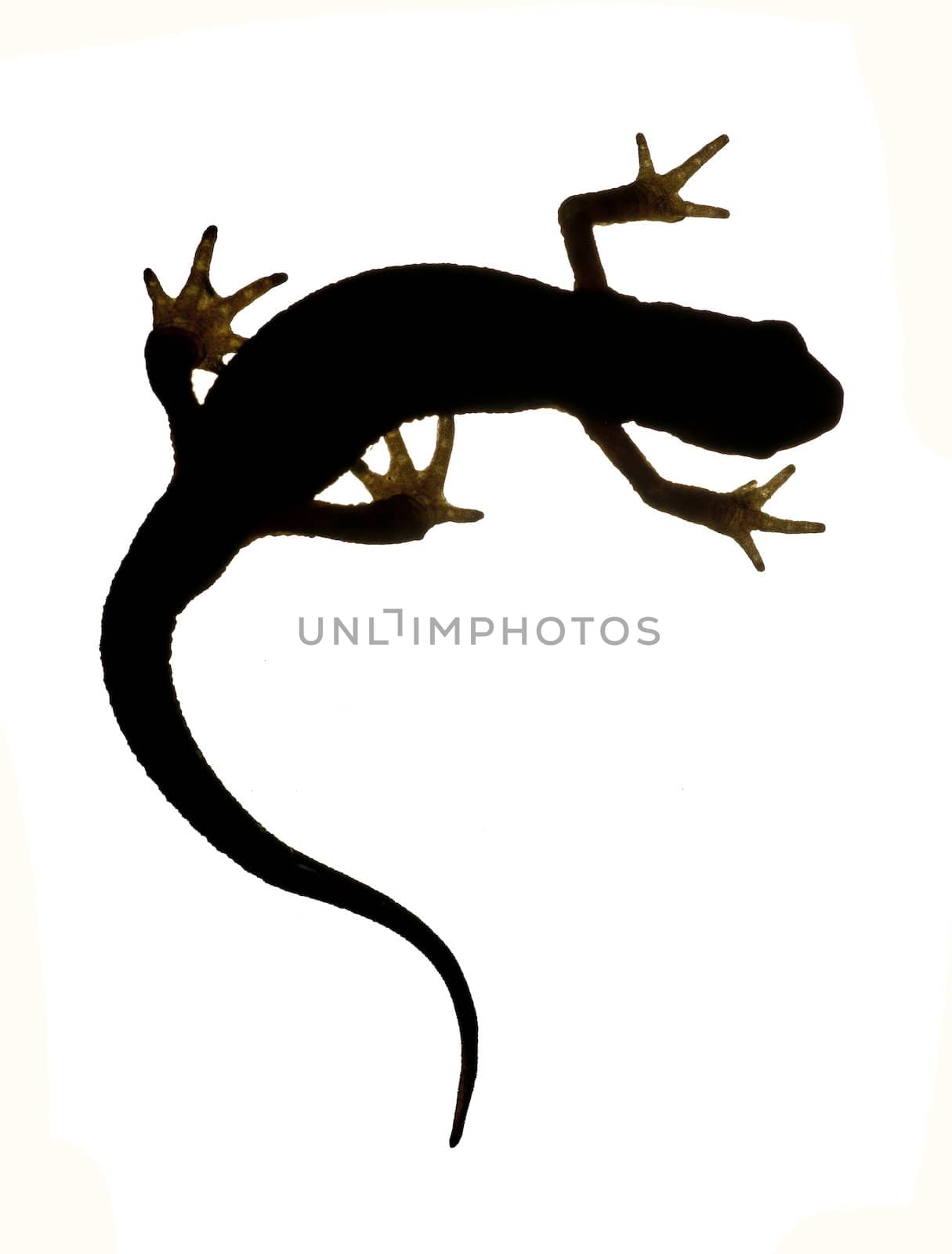 Palmate newt. Triturus helveticus by SURZ
