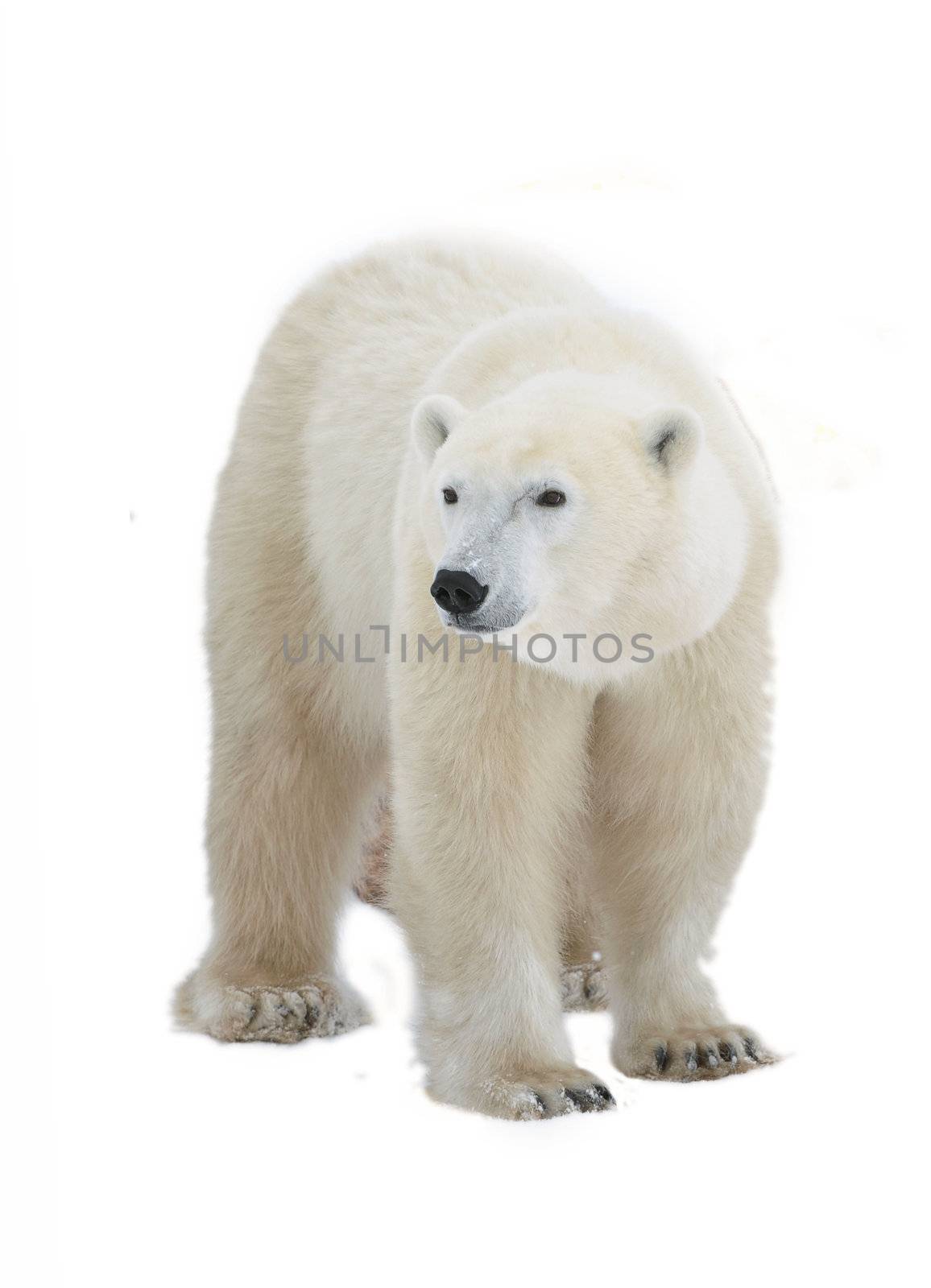 Polar Bear isolated on the white background.