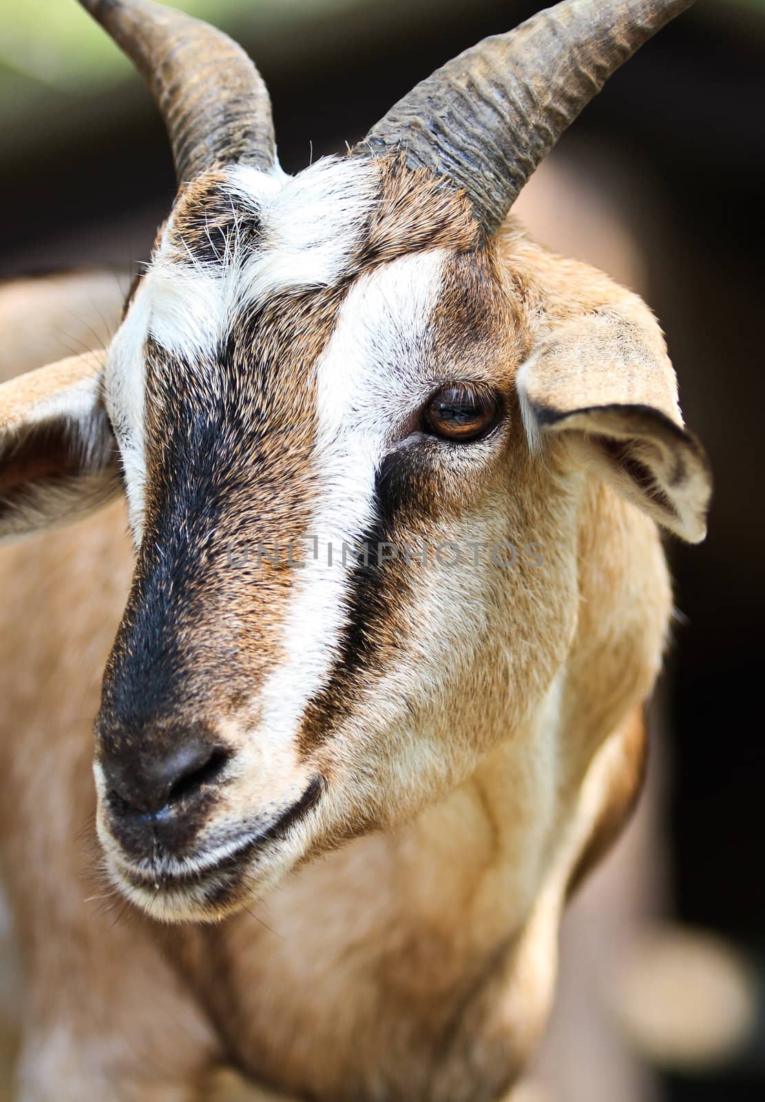 Close-up picture of goat in the farmland