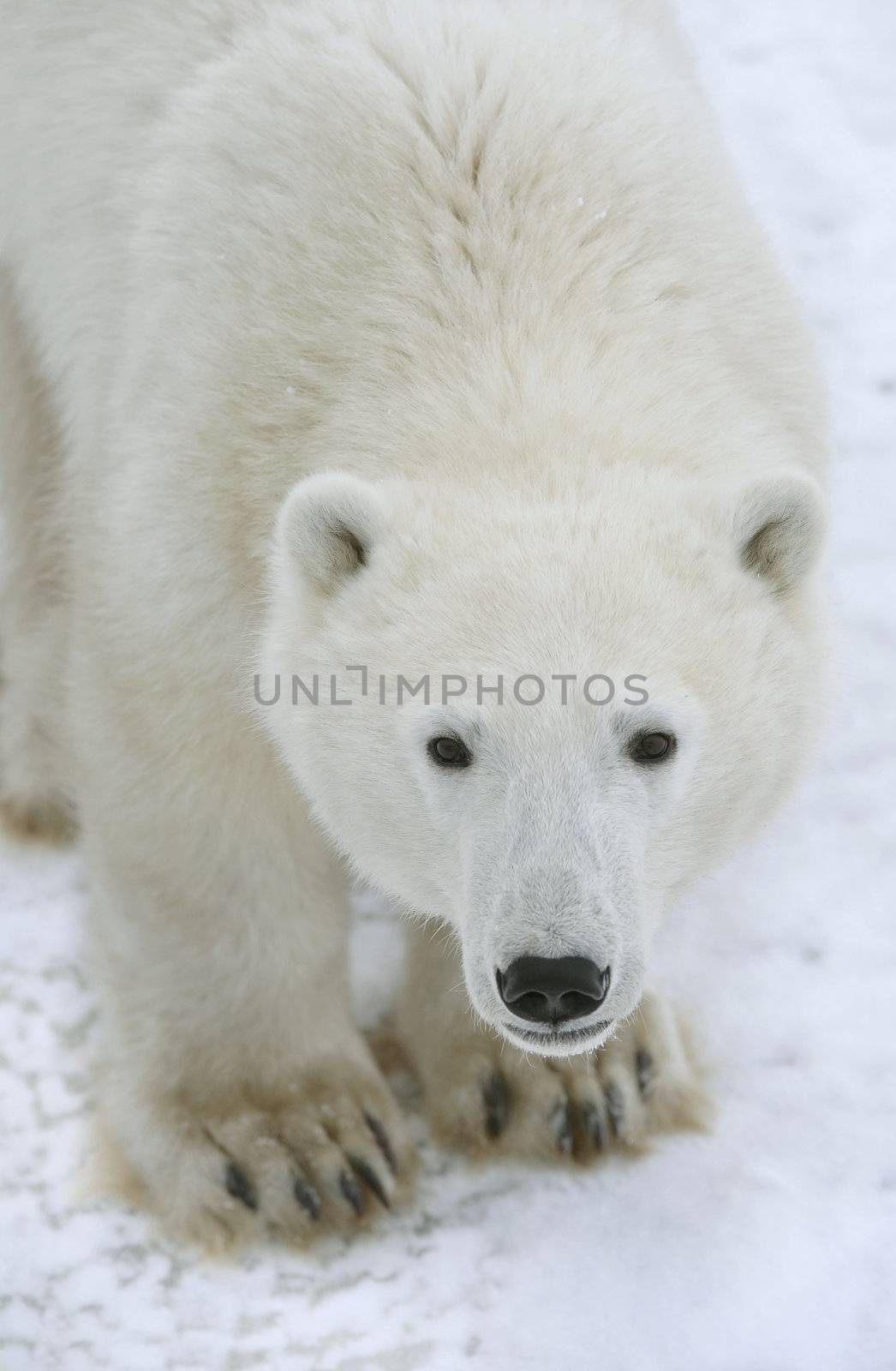 Polar Bear Portrait close up.