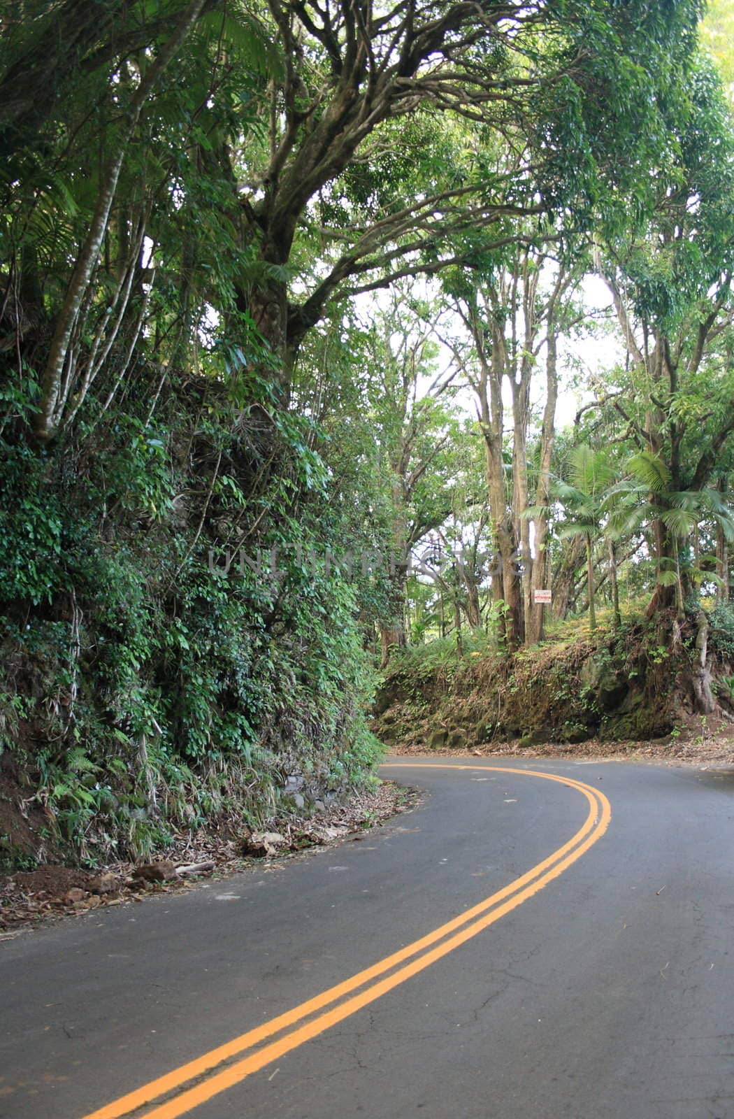 roadway through a tropical rainforest