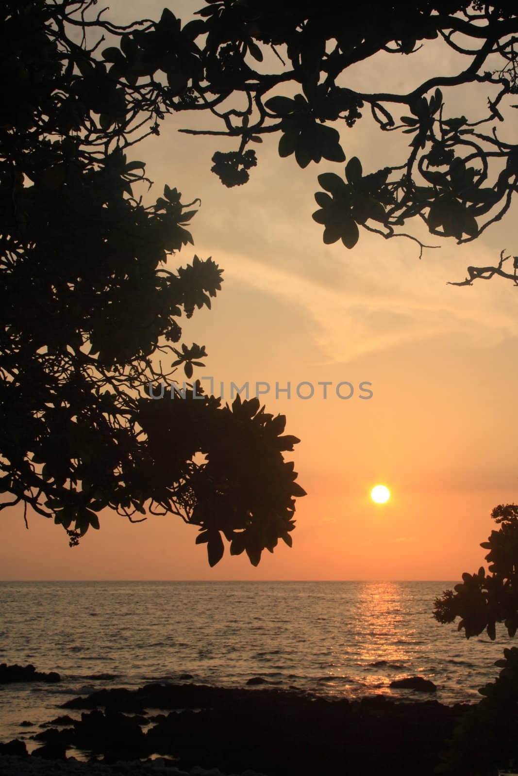 sun setting by the ocean as viewed through the branches of trees