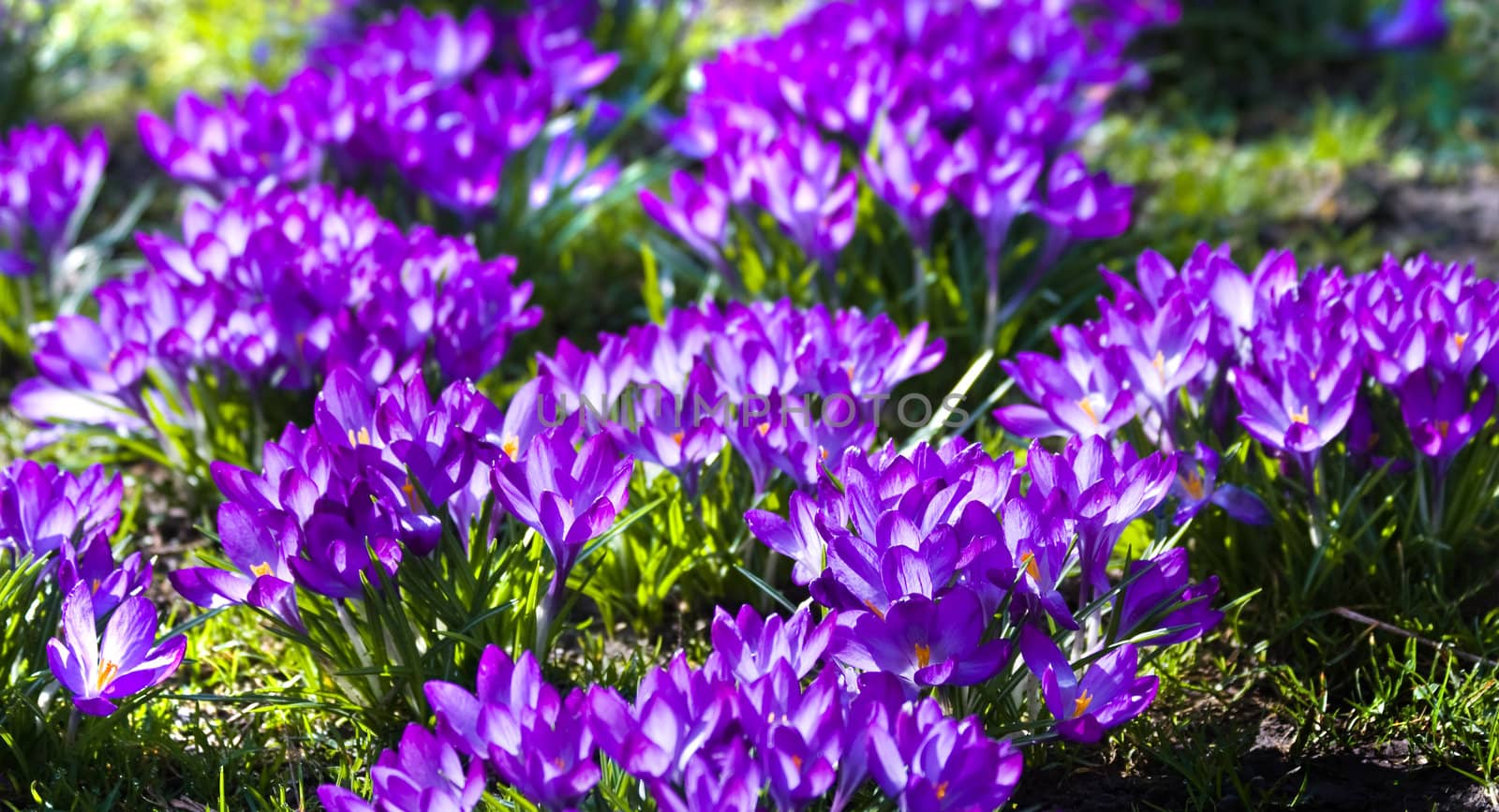 Purple spring crocus in March by Colette