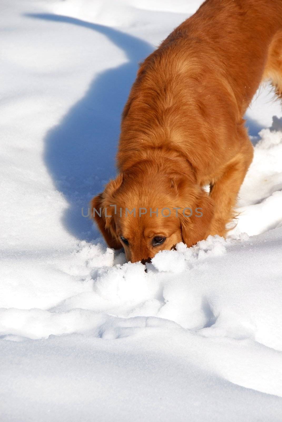 orange young golden retriever dog sniffing at snow