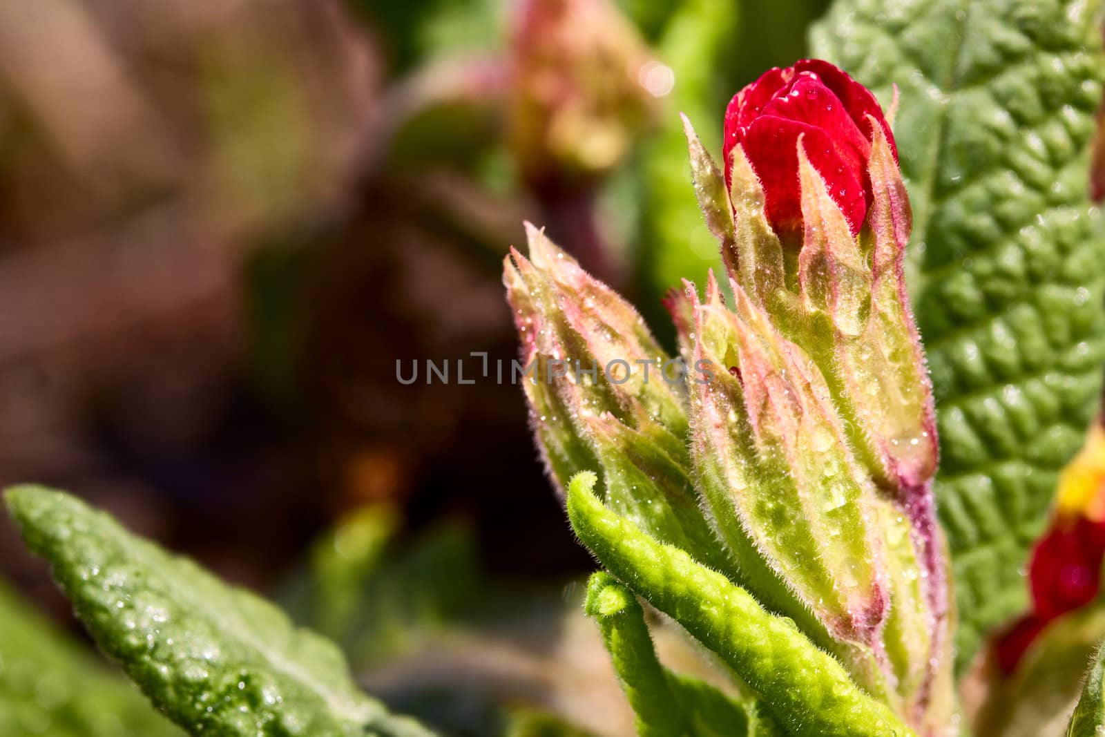 Blooming red bud closeup