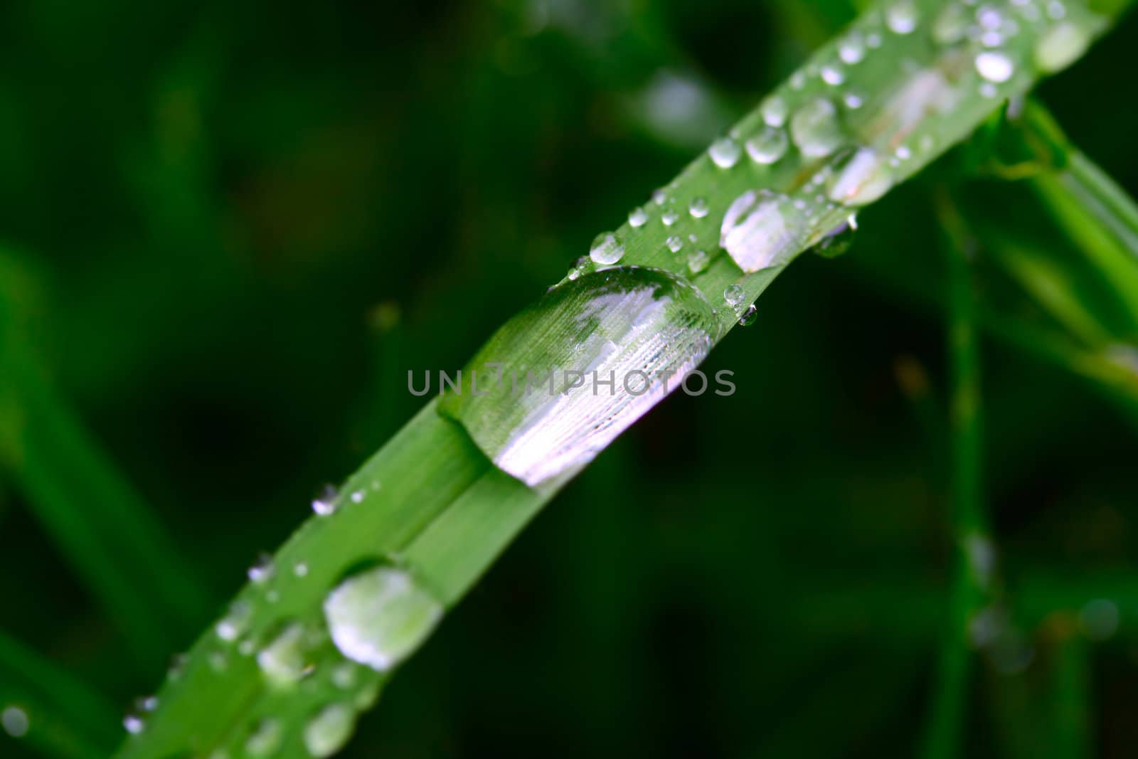 Wet grass macro with water droplets on it