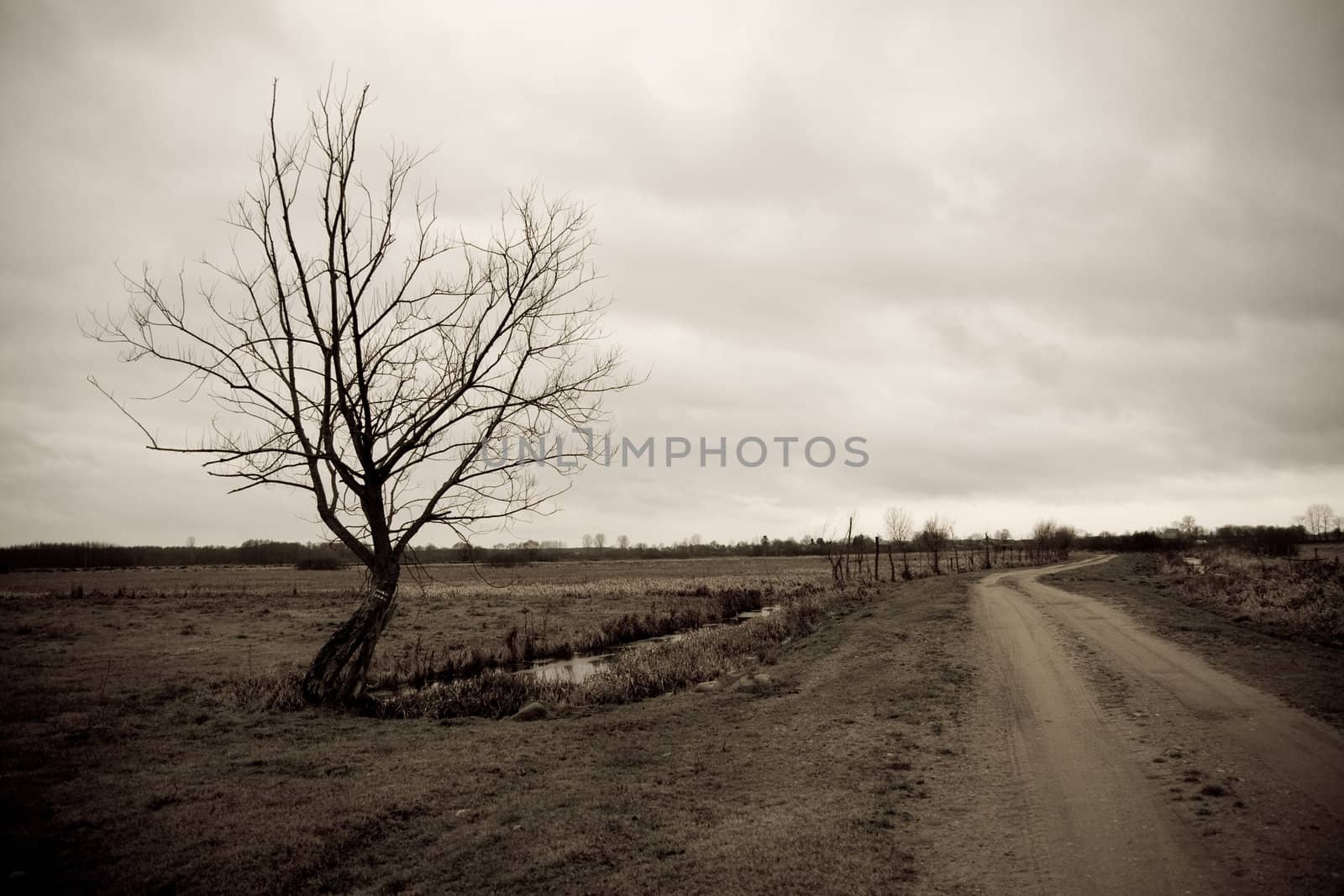 A perspective of a country road with a lonely tree in Biebrza National Park in Poland