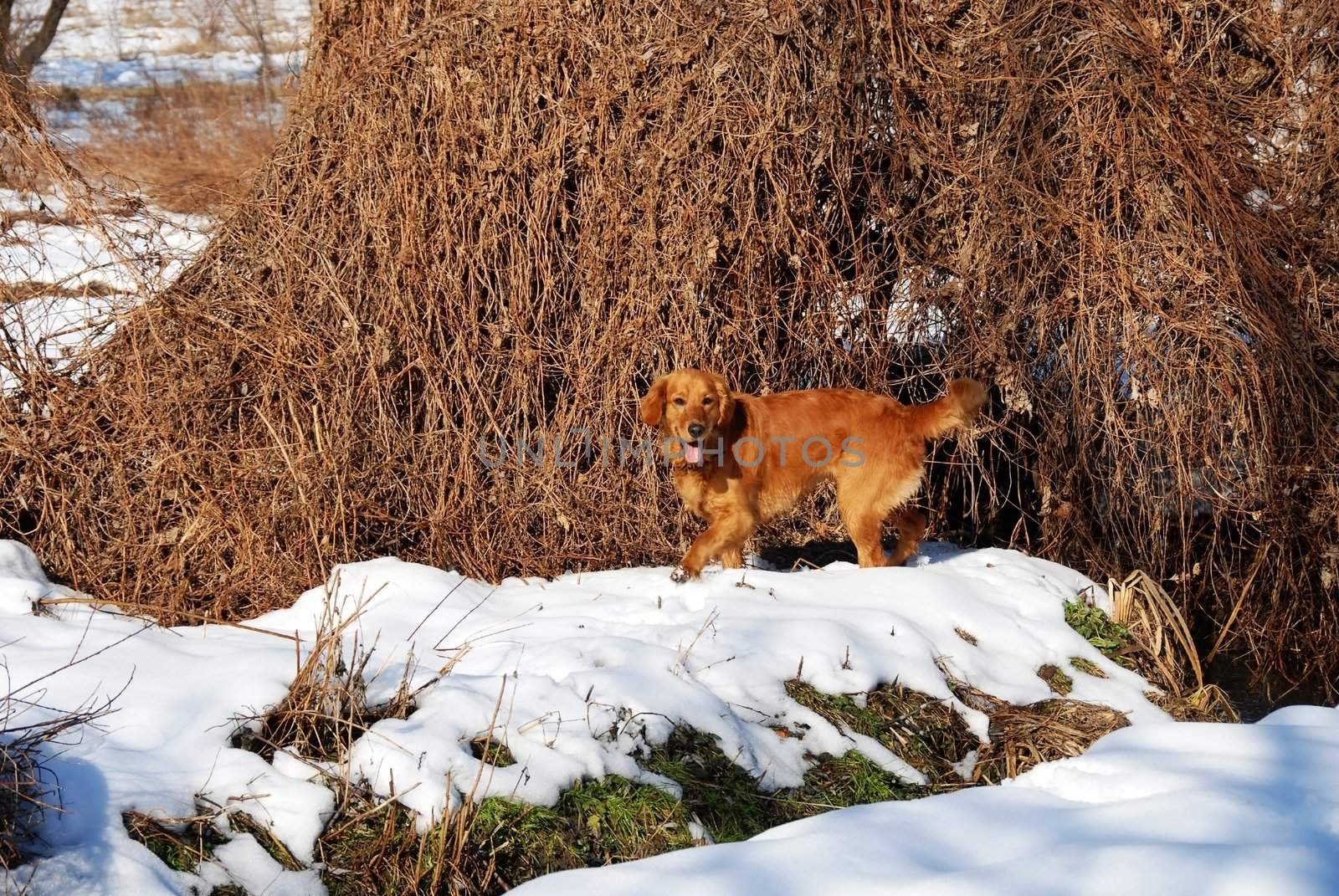 orange young golden retriever dog in winter