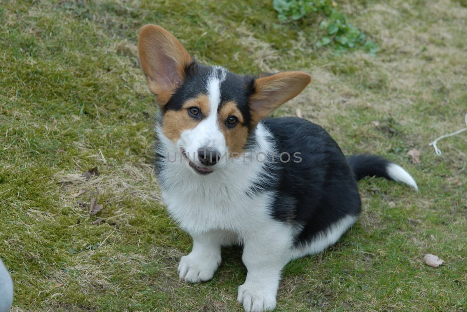 a happy dog