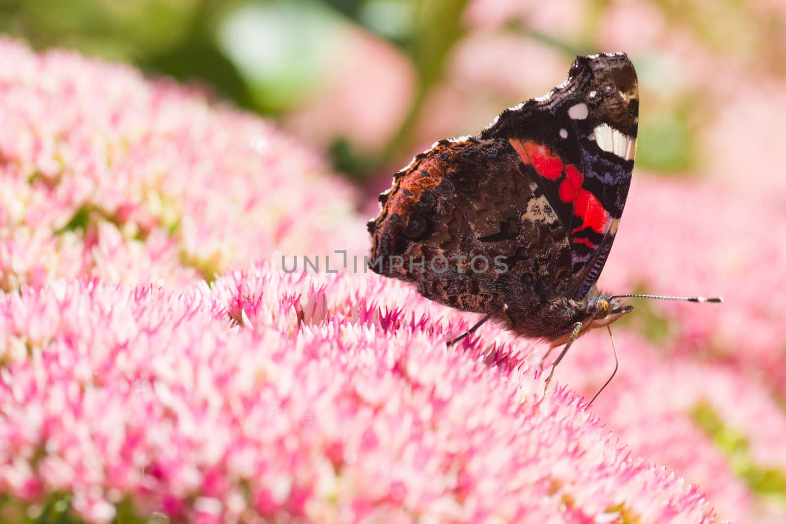 Butterfly Red admiral in summer getting nectar from sedum flowers