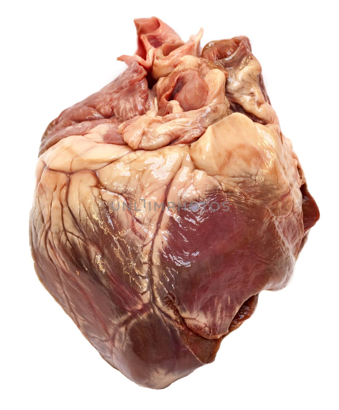 Genuine swine heart isolated on white background. Very similar to human heart.