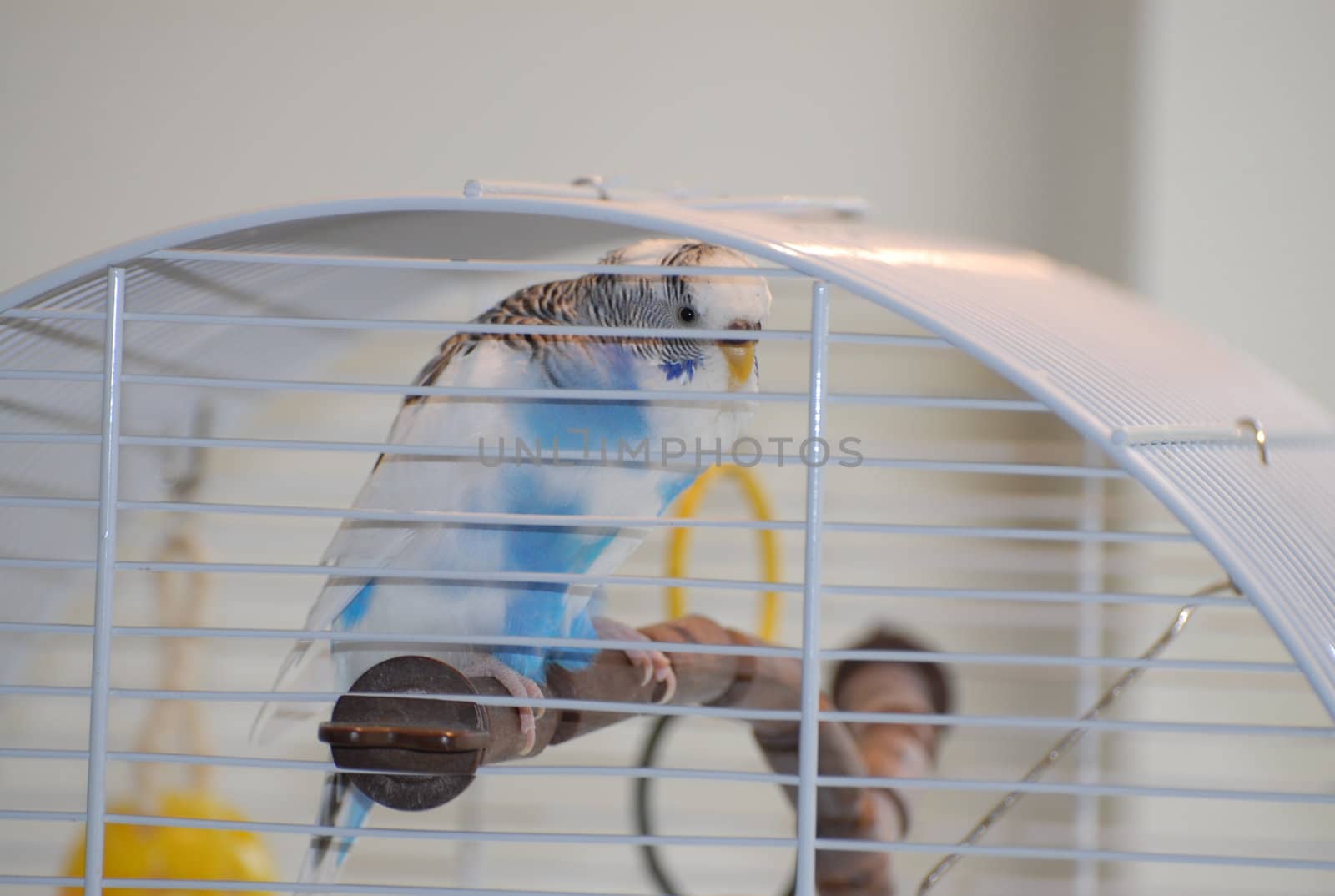 scandinavian life-white parrot by Bildehagen