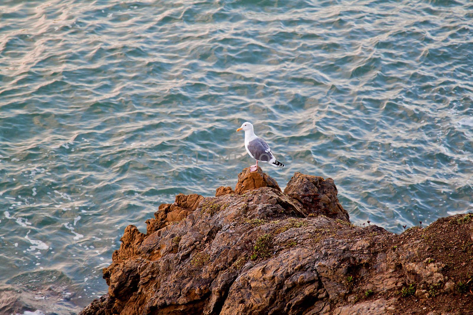 A seagull on the rock by the sea