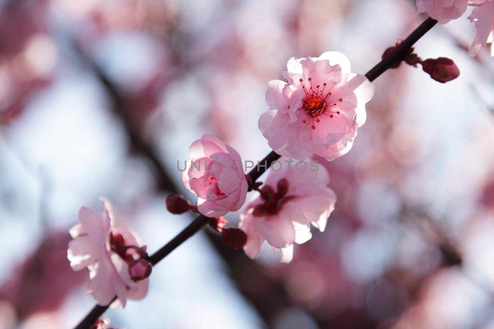 Pink flower on a branch of a blooming tree