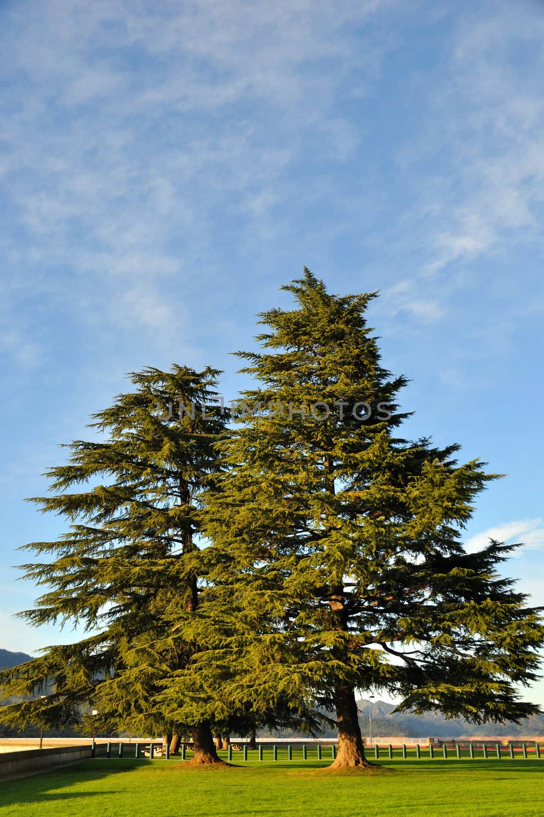 Pine Trees at Lake Shasta