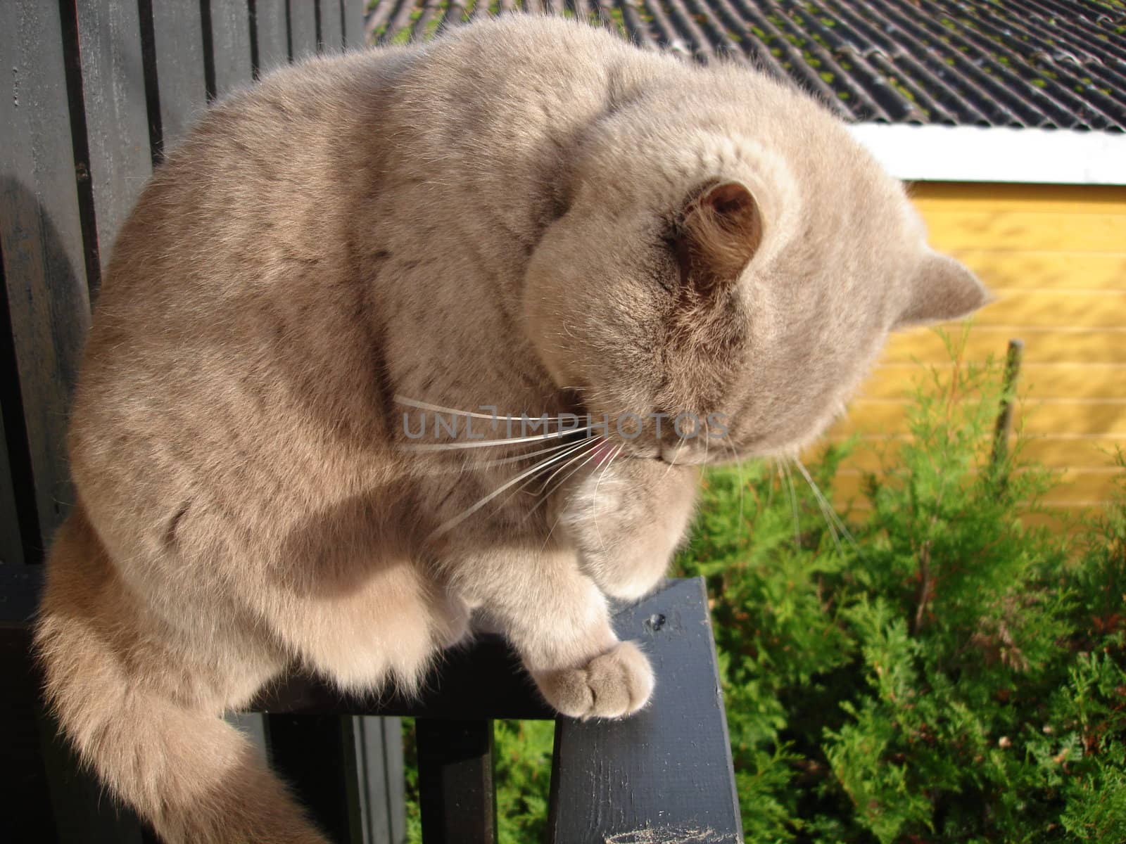 cat sitting on the window