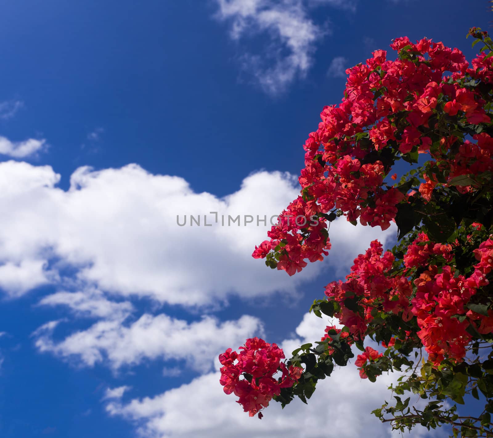 Bougainvillea against deep blue sky by steheap