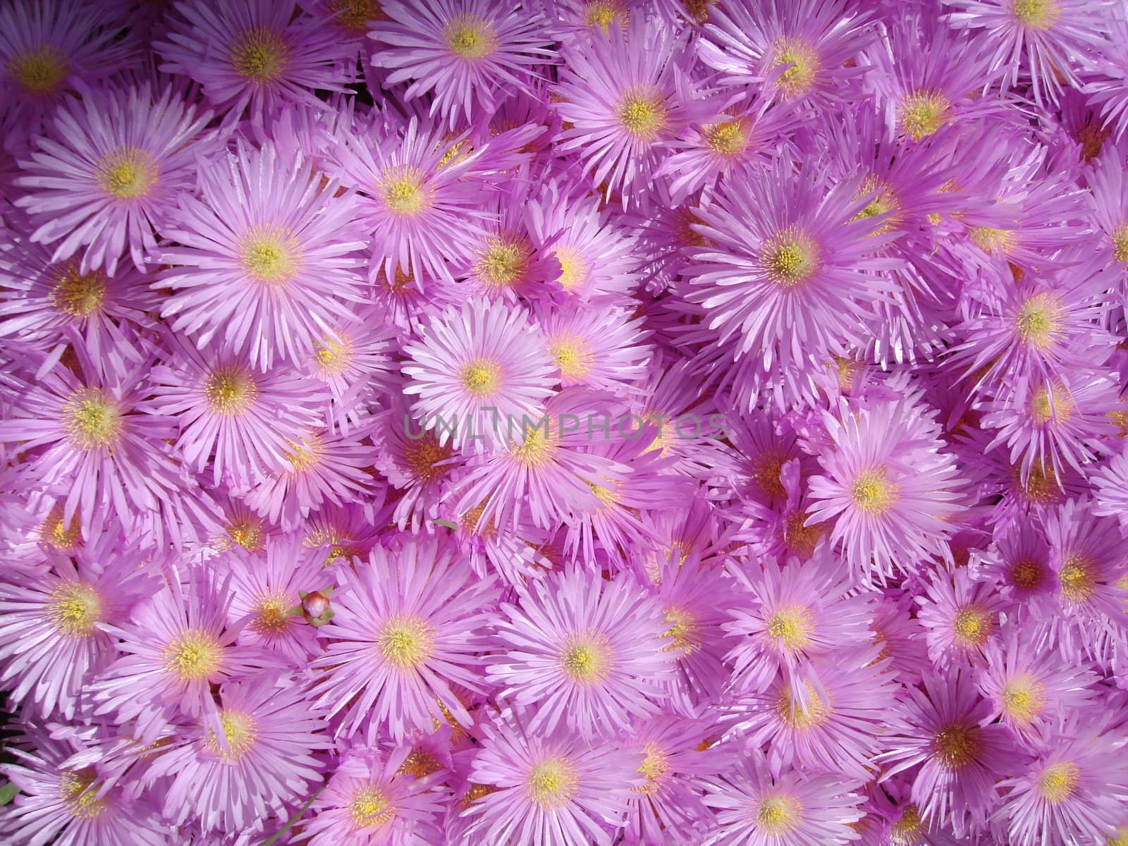 blossom flowers