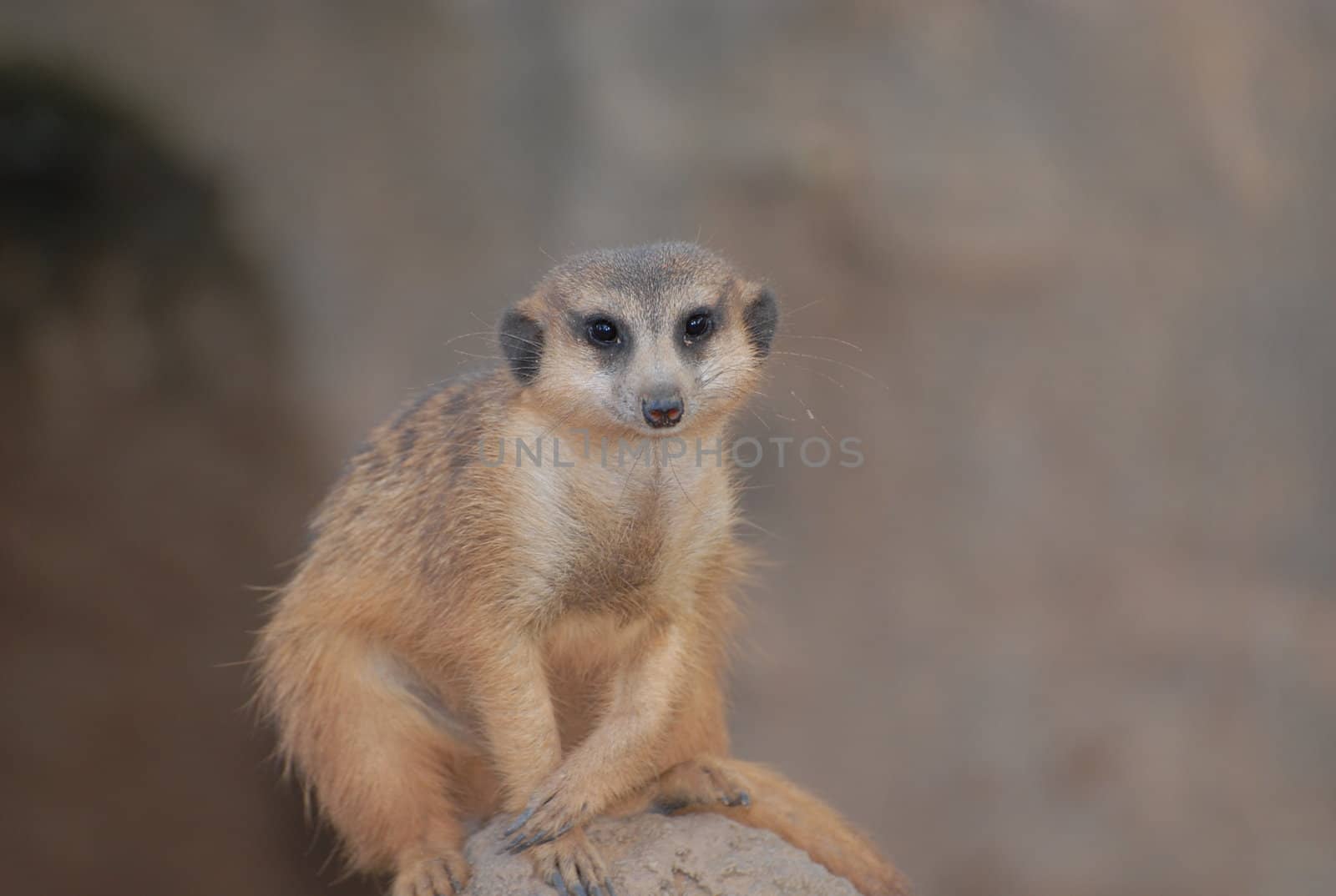 Suricata