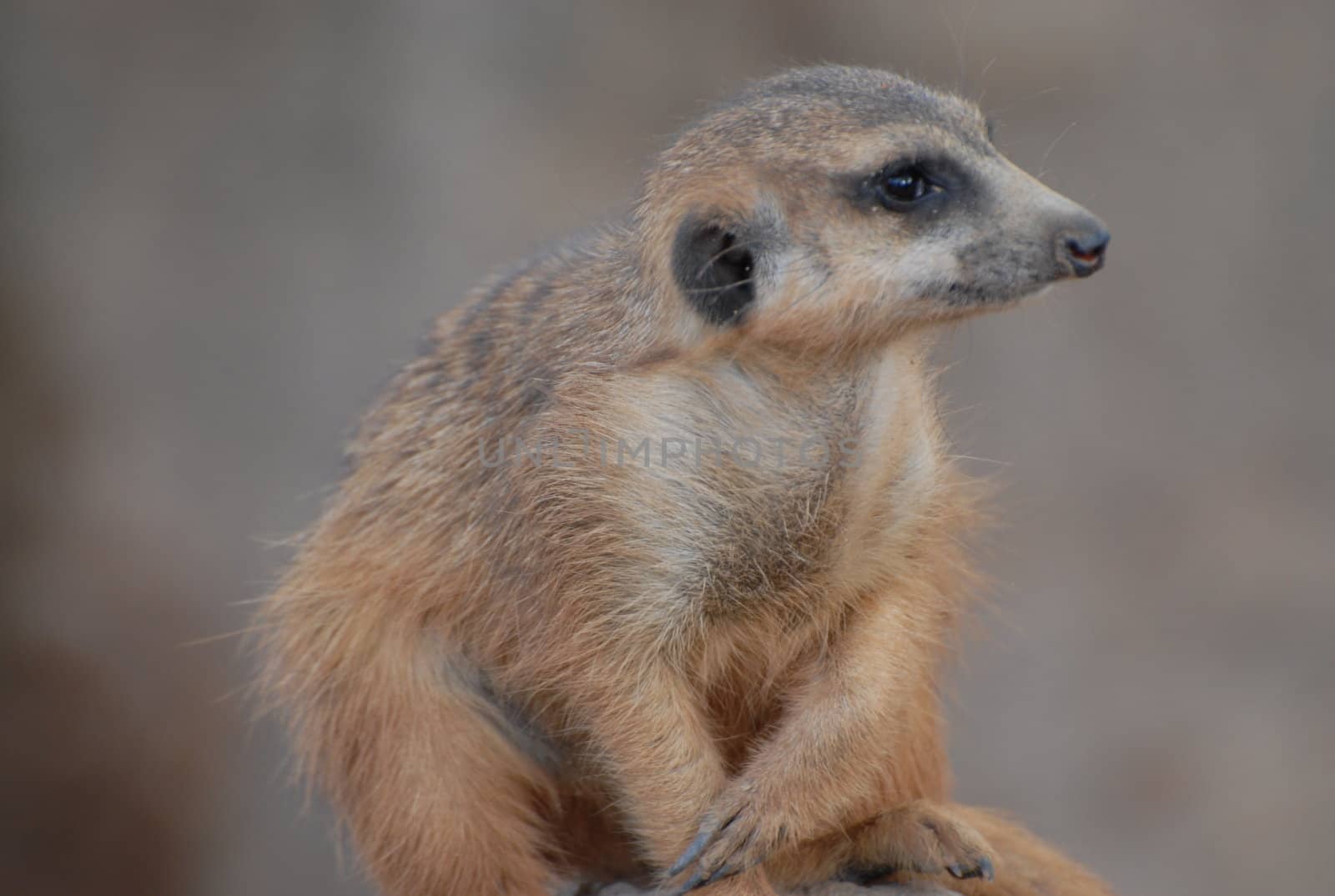 Suricata