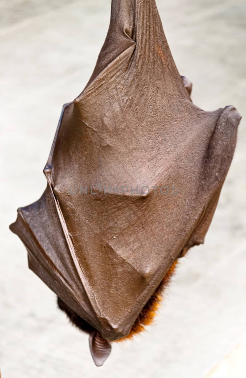 Sleeping brown bat hanged upside during daytime