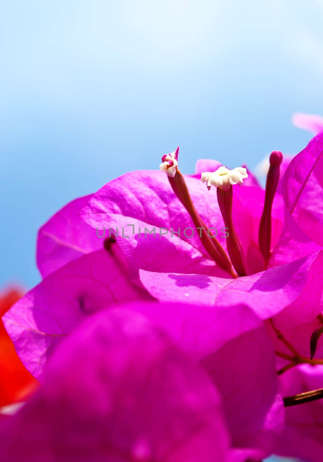 Purple crocus detail on light blue sky background