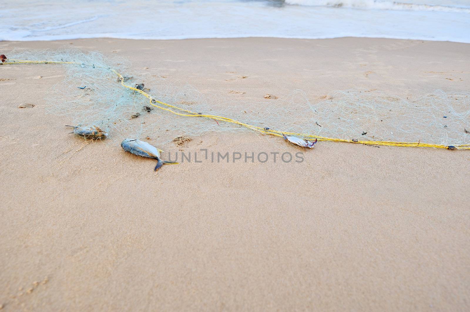 Dead fish in the fishing net, on the beach