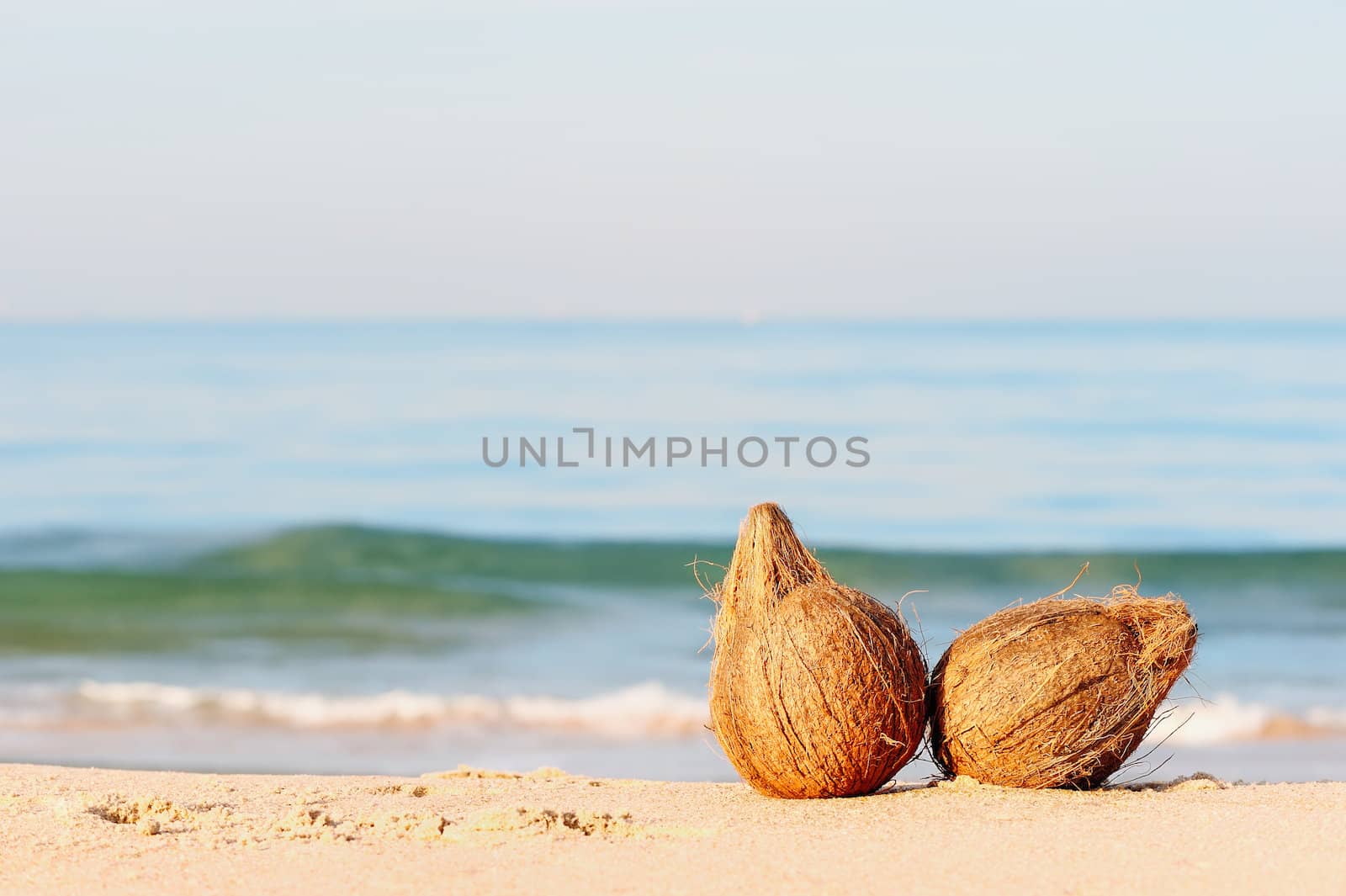 Two coconuts on the sandy sea shore