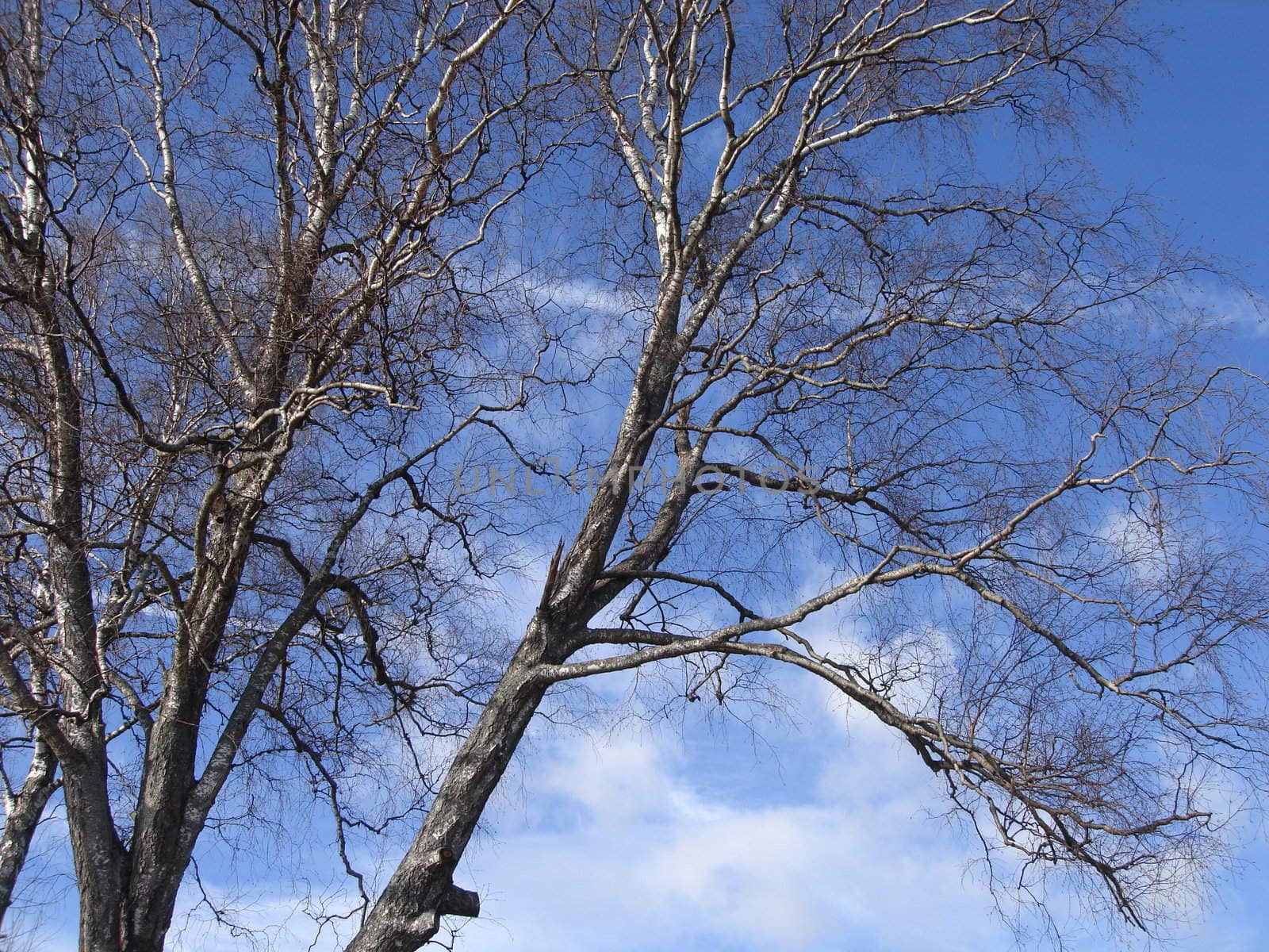 trees at the seaside