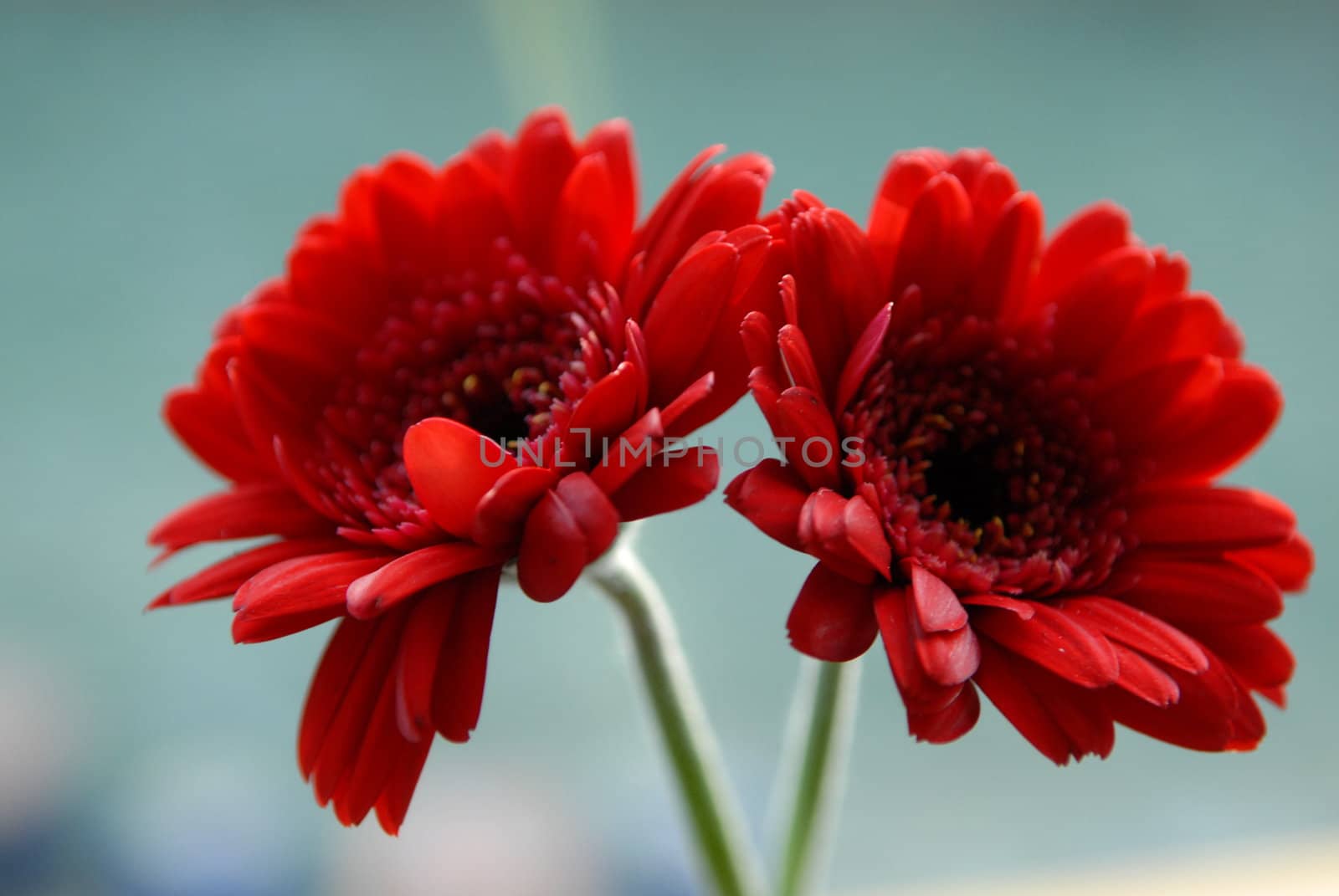 red flowers