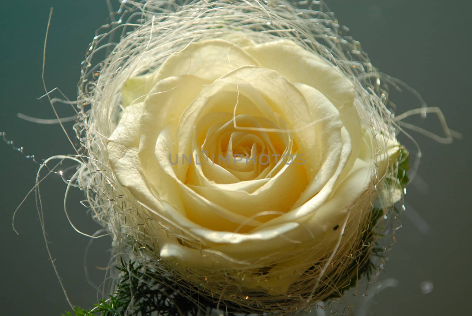 yellow rose