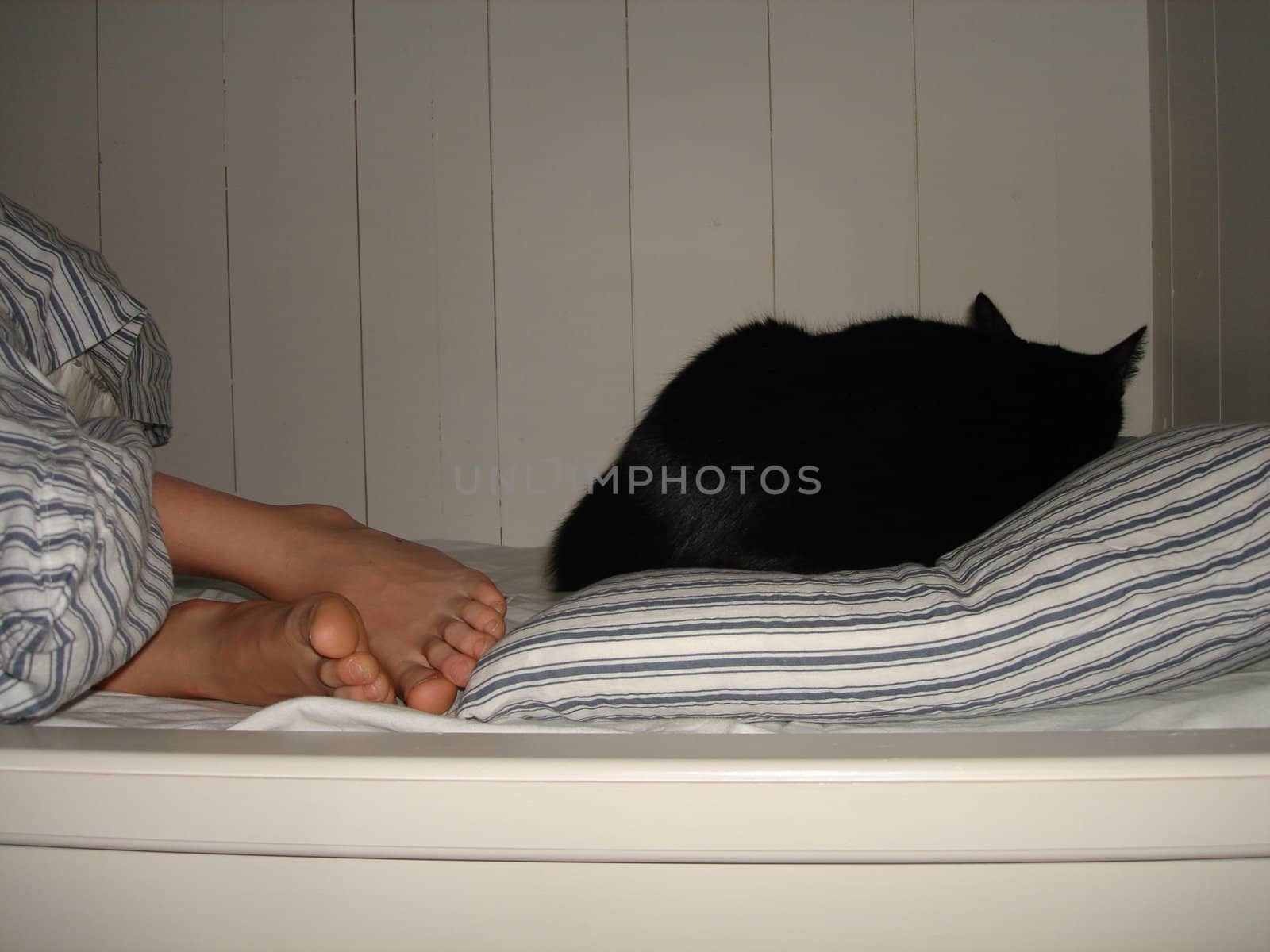 sleep with cat