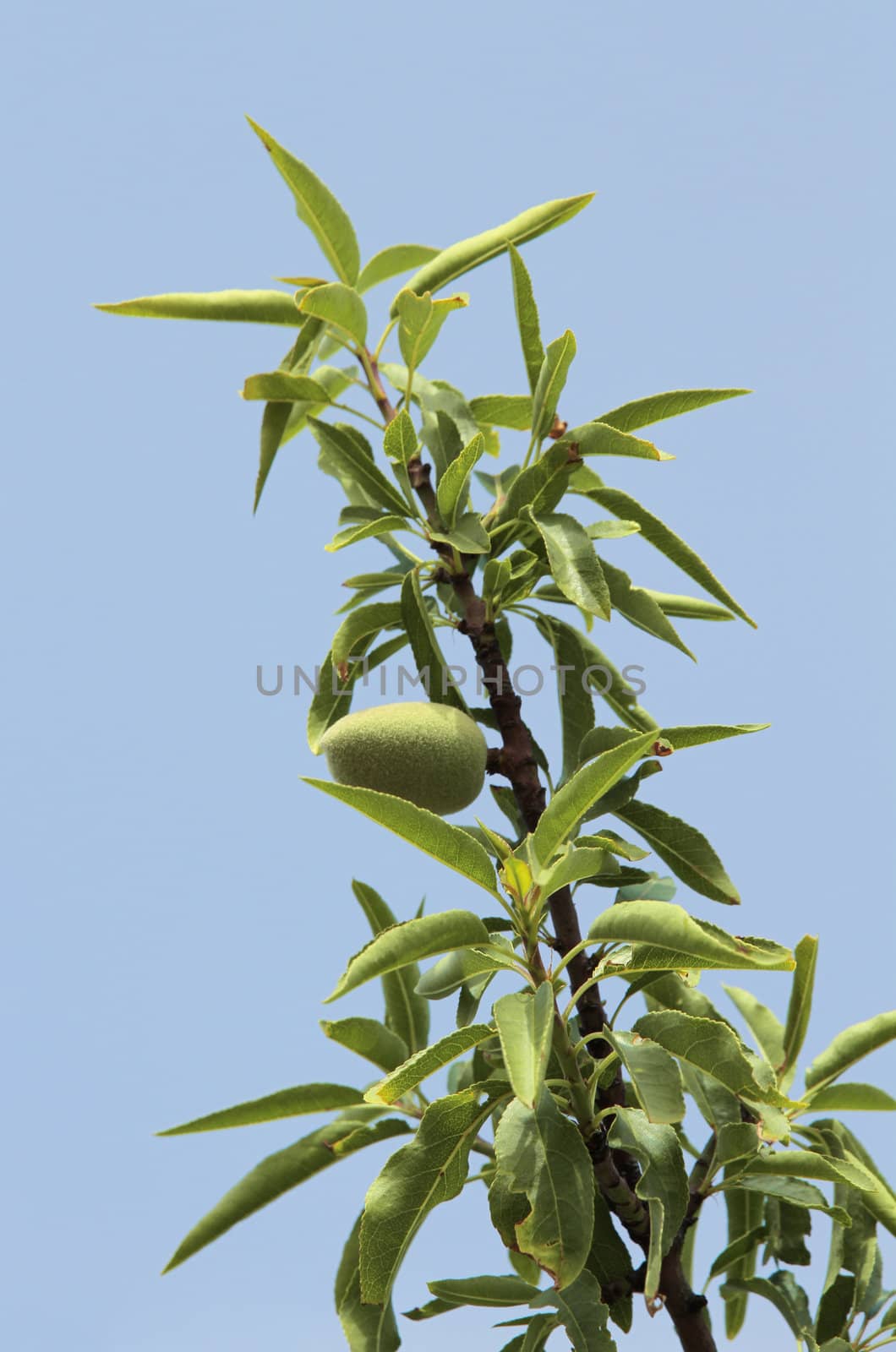 Almond tree with green almonds on a blue sky background